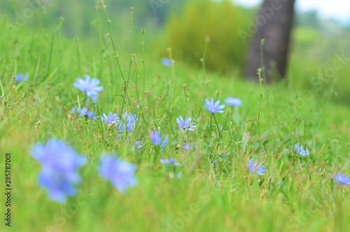 grass field with flowers