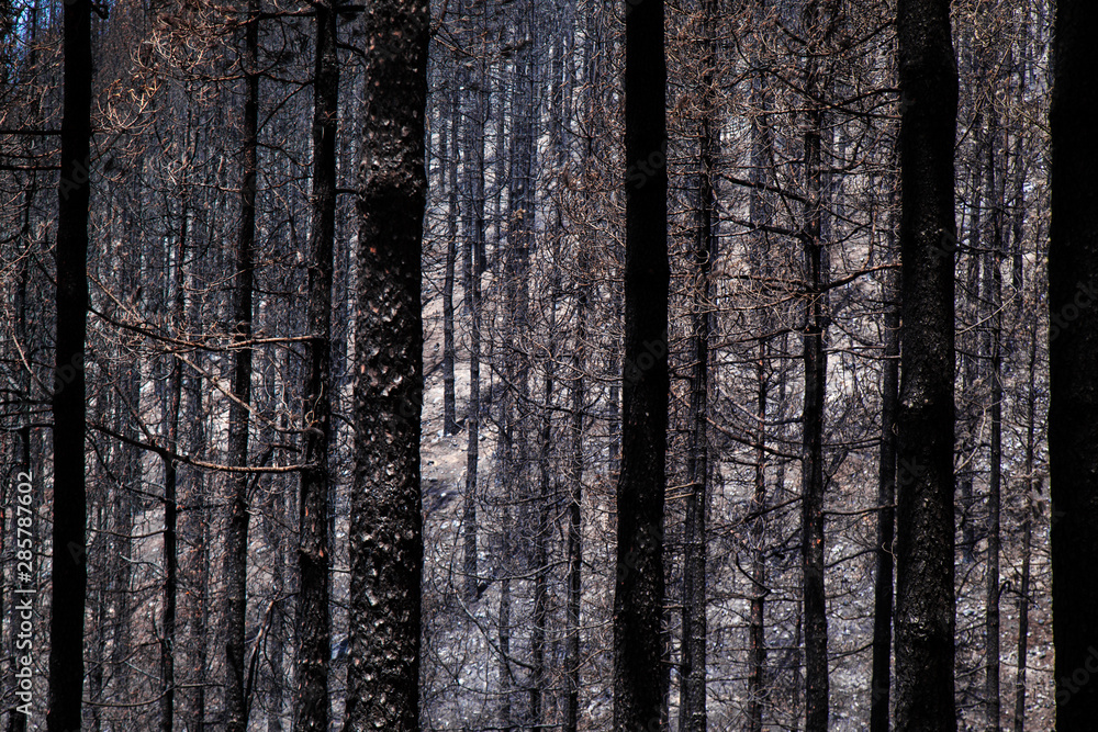 Obraz premium Gran Canaria after wild fire