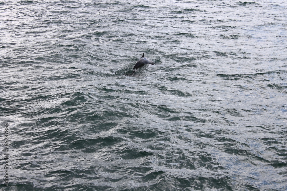 Fototapeta premium Baleines de Tadoussac