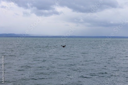 Baleines de Tadoussac