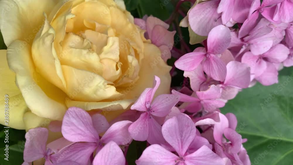 pink hydrangea, yellow rose and green leaves rotating pink hydrangea, yellow rose and green leaves rotating