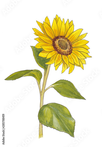 Sunflower isolated on white background.