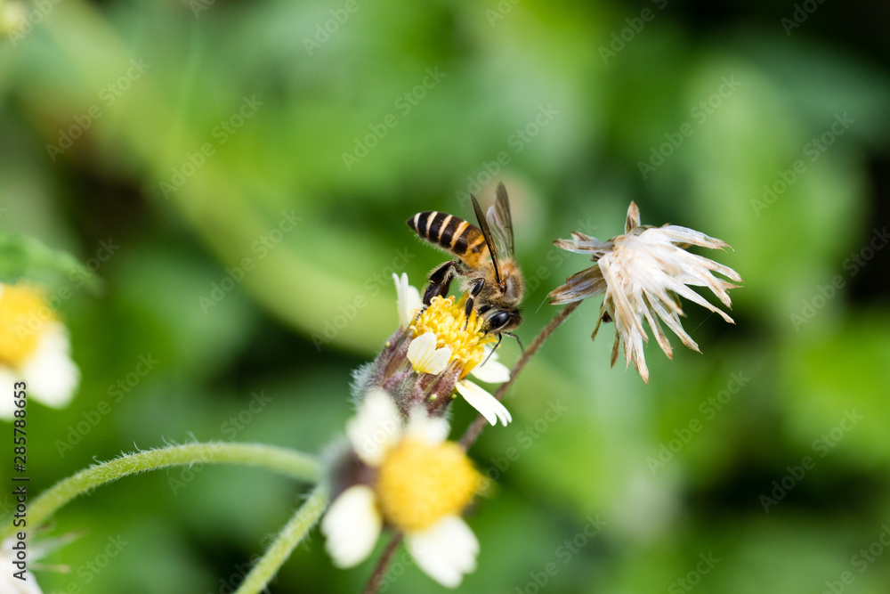 bee and grass flower 3 bee and grass flower 3