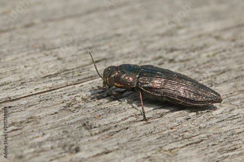 Obraz na plátně Metallic wood borer sitting on a dead spruce log