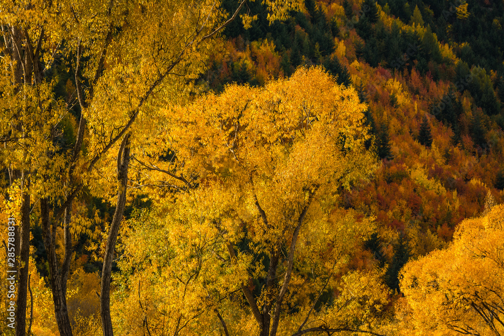 Fototapeta premium Autumn leaves in New Zealand
