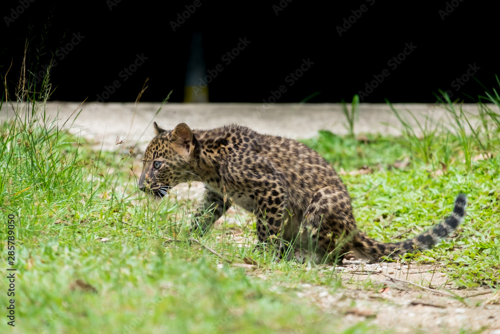 baby leopard in wild life breeding station.