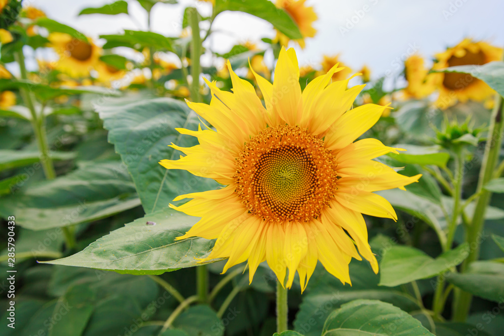 Sunflowers at fields in full bloom on summer daylight Sunflowers at fields in full bloom on summer daylight