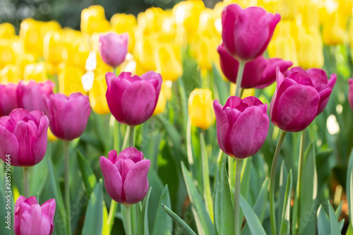 Field of pink and yellow tulips in spring day. Colorful tulips flowers in spring blooming blossom garden.