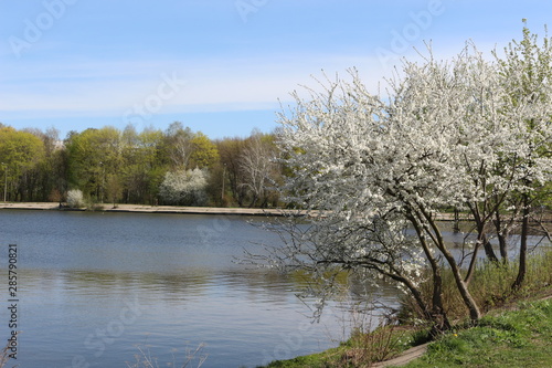 White flowers decorated fruit tree by the lake in spring