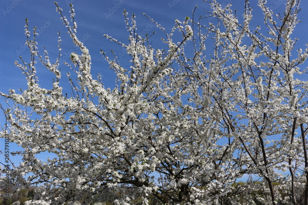 White flowers look beautiful on flowering trees against a blue spring sky.