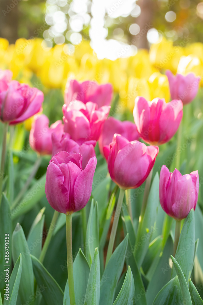 Field of pink and yellow tulips in spring day with blur natural and light background. Colorful tulips flowers in spring blooming blossom garden.