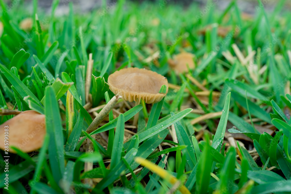 Close-up of fresh brown mushroom and green grass Close-up of fresh brown mushroom and green grass