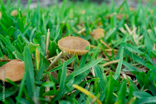 Close-up of fresh brown mushroom and green grass