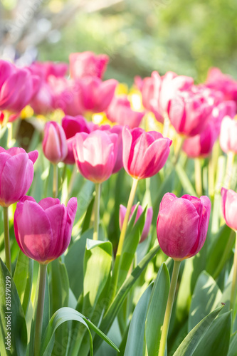 Field of pink and yellow tulips in spring day with blur natural and light background. Colorful tulips flowers in spring blooming blossom garden.
