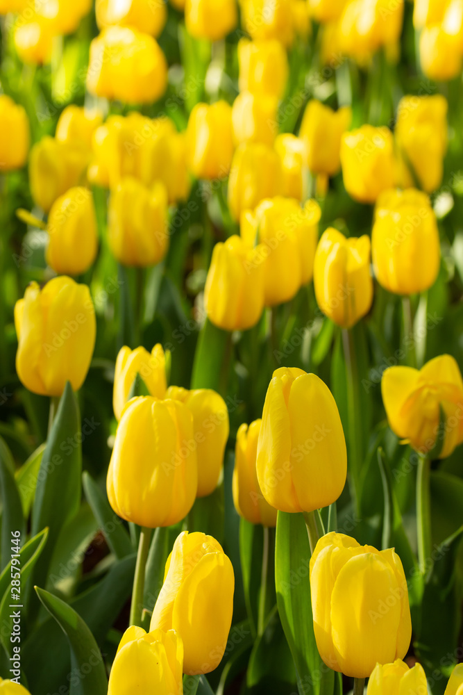 Field of yellow tulips in spring day. Colorful tulips flowers in spring blooming blossom garden. Field of yellow tulips in spring day. Colorful tulips flowers in spring blooming blossom garden.