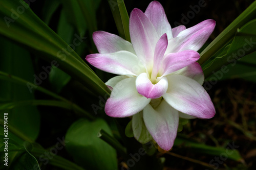 Curcuma zedoaria pink flower in garden