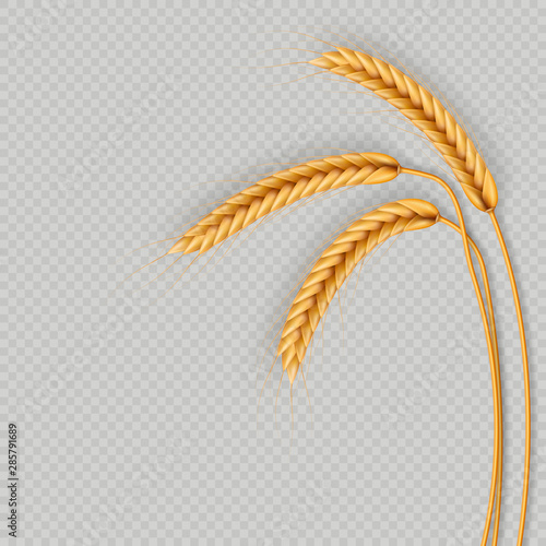 Bunch of wheat ears, dried whole grains realistic illustration frame isolated on transparent background. Bakery object template. Wheat ears wreath. EPS 10