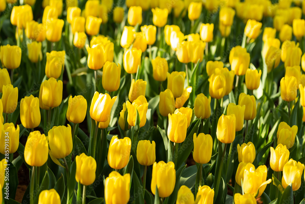 Field of yellow tulips in spring day. Colorful tulips flowers in spring blooming blossom garden. Field of yellow tulips in spring day. Colorful tulips flowers in spring blooming blossom garden.