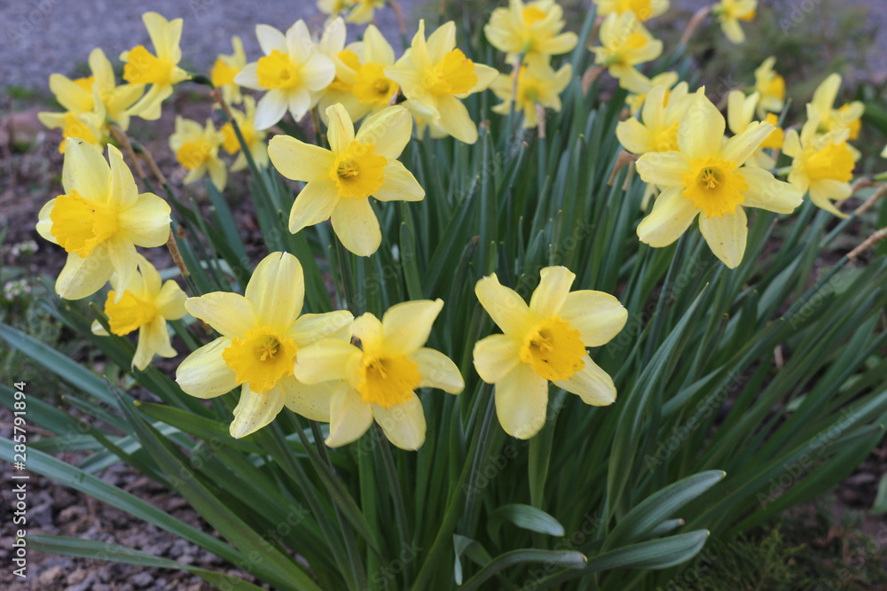 Bright yellow daffodils adorn flower beds in spring gardens