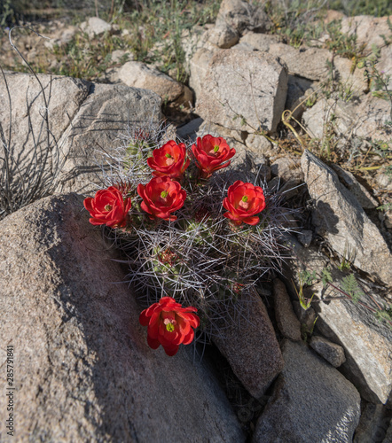 Claret Cup Cactus wedged in Desert Rocks