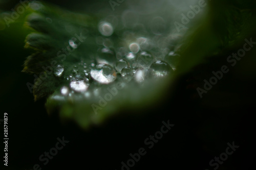 Close-up of lady's mantle with raindrops and a blurry background