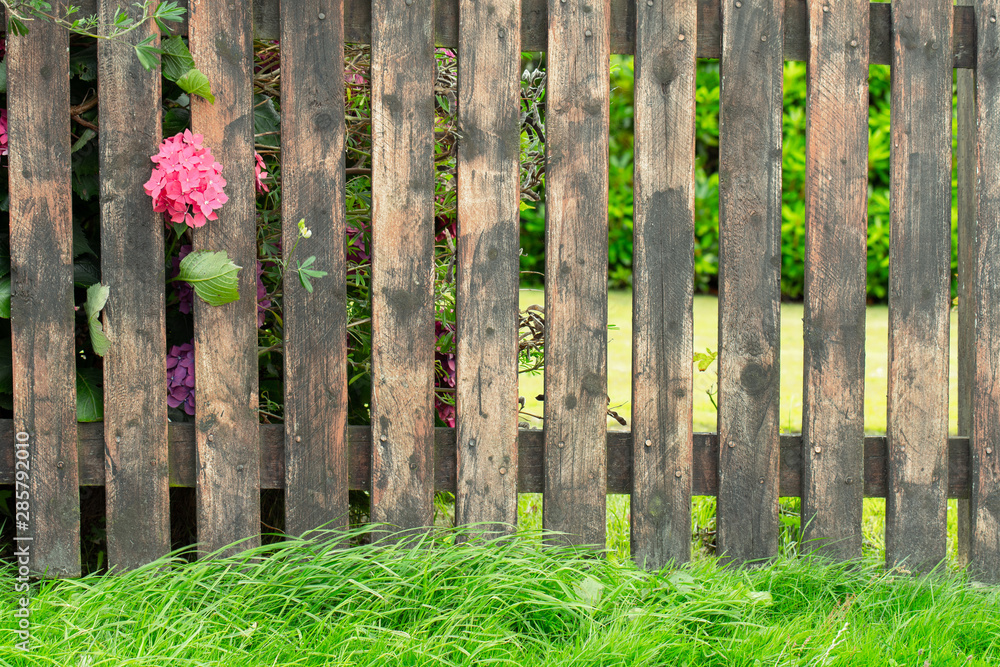 flower through a garden fence flower through a garden fence