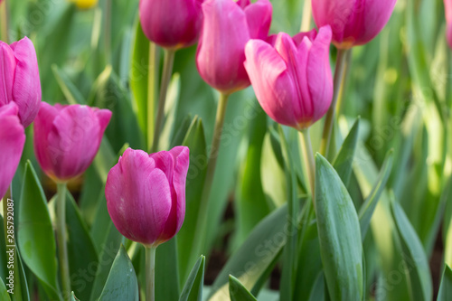 Field of pink tulips in spring day. Colorful tulips flowers in spring blooming blossom garden.