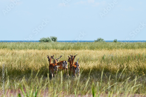 Wild herd of deer in nature reserve, Jarilgach Island. Ukraine