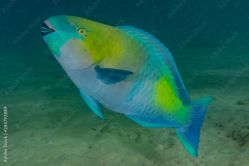Fototapeta premium Fish swim in the Red Sea, colorful fish, Eilat Israel