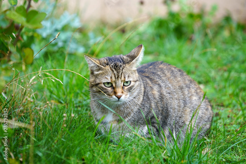 Gray striped cat sits and waits for what the day will bring