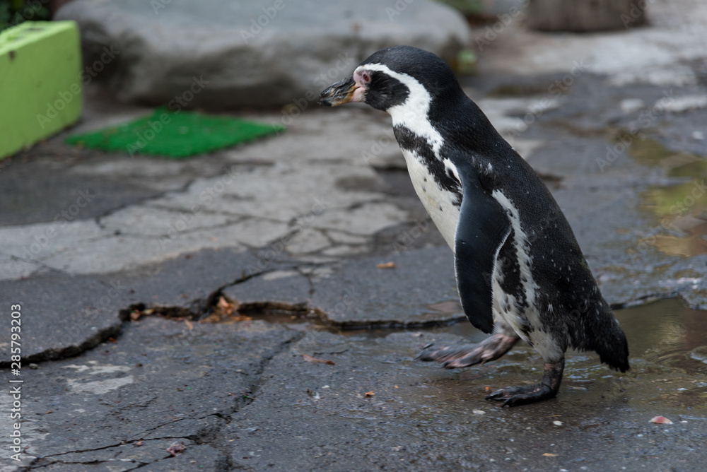 Fototapeta premium フンボルトペンギン