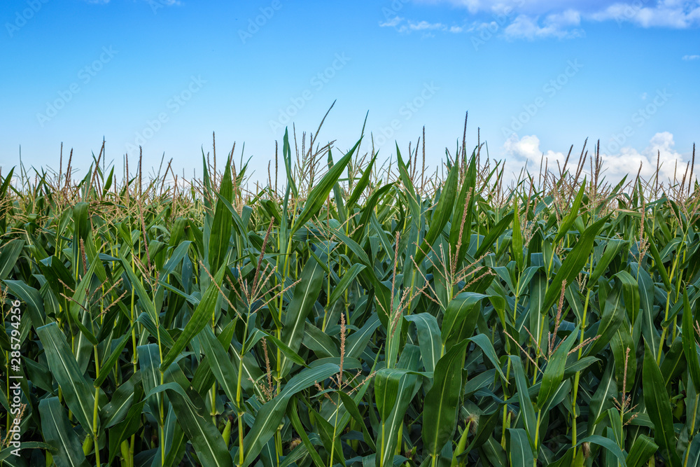 Corn field in bloom, blue sky Corn field in bloom, blue sky