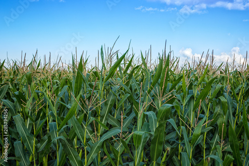Corn field in bloom  blue sky