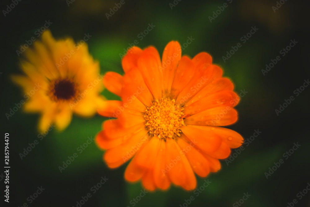 beautiful wild flowers giving the summer heat beautiful wild flowers giving the summer heat