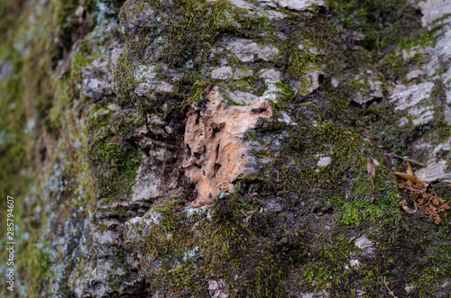 Cork tree bark in natural environment, Sintra, Portugal