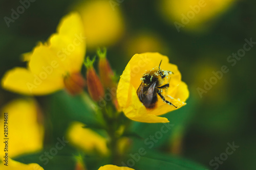 bumblebee worker giving the summer heat © ann_bonya