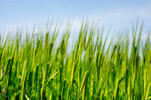 green wheat and blue sky