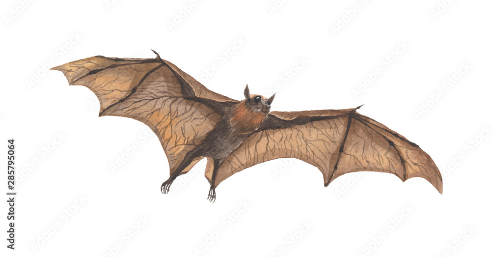Naklejka premium dragon isolated on white background