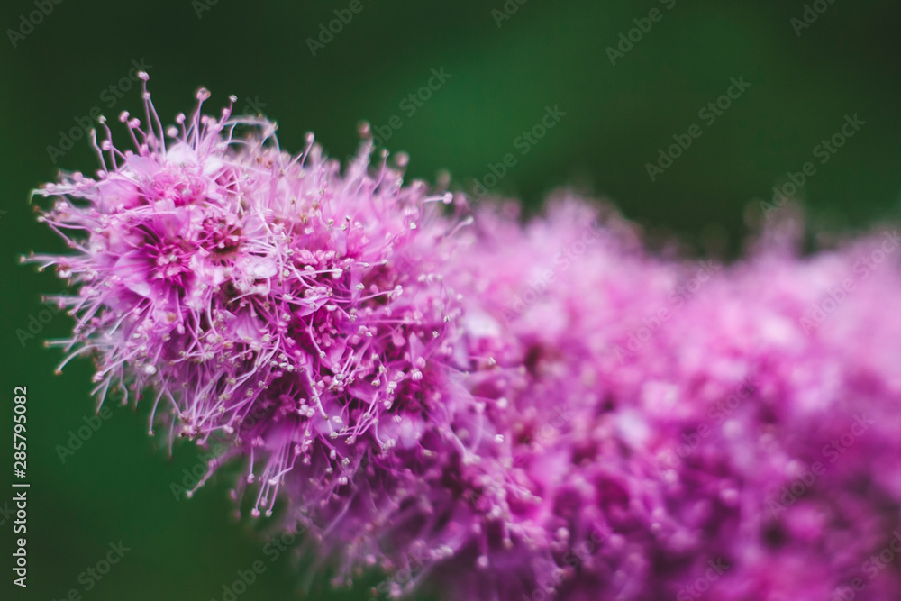 Astilba America the beautiful wild flowers of summer Astilba America the beautiful wild flowers of summer