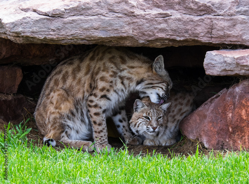 Photography Bob Cats