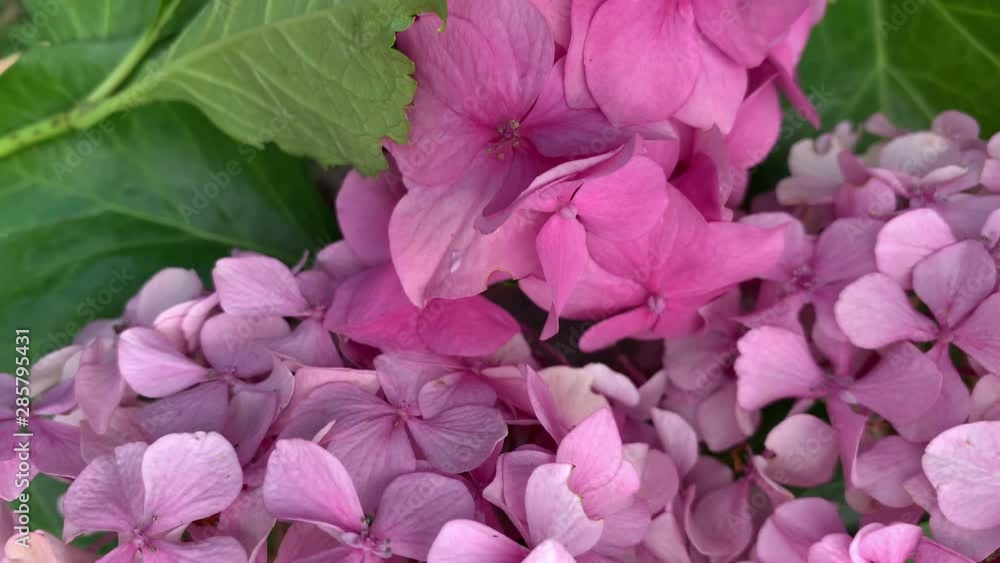 pink hydrangea and green leaves rotating pink hydrangea and green leaves rotating