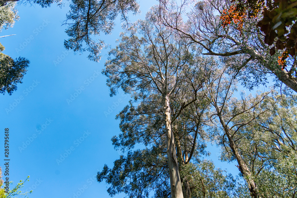 Forest in Dandenong mountains Melbourne Forest in Dandenong mountains Melbourne