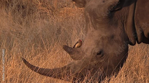 Close-up of a white rhinoceros grazing while an oxpecker bird sits on his head
