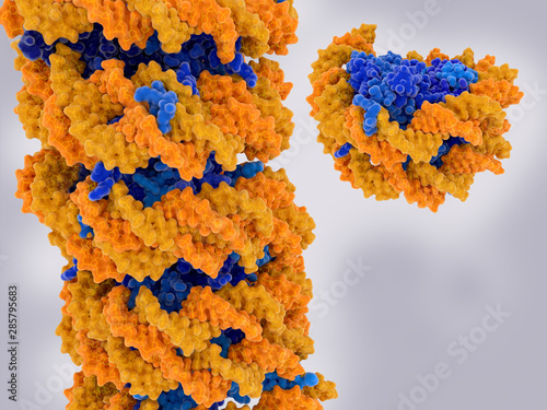 Chromatin strand and isolated nucleosome photo