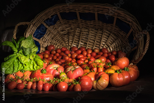  A fall of tomatoes