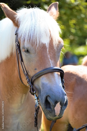 portrait of horse