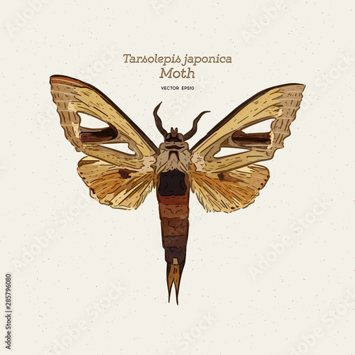 Tarsolepis japonica is a species of moth of the Notodontidae family.  Hand draw sketch vector. photo