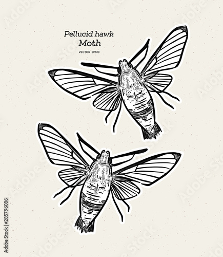 pellucid hawk moth or coffee clearwing, is a moth of the family Sphingidae. hand draw sketch vector.