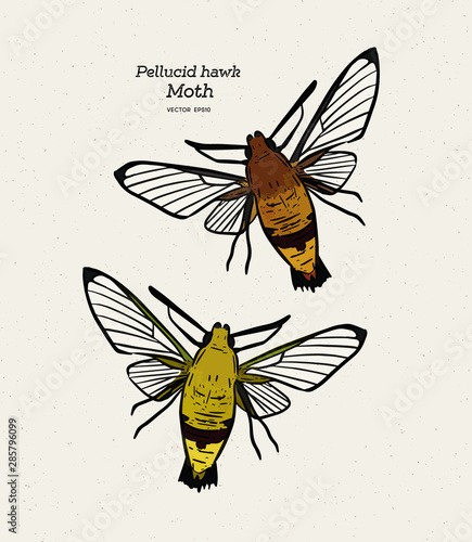 pellucid hawk moth or coffee clearwing, is a moth of the family Sphingidae. hand draw sketch vector.