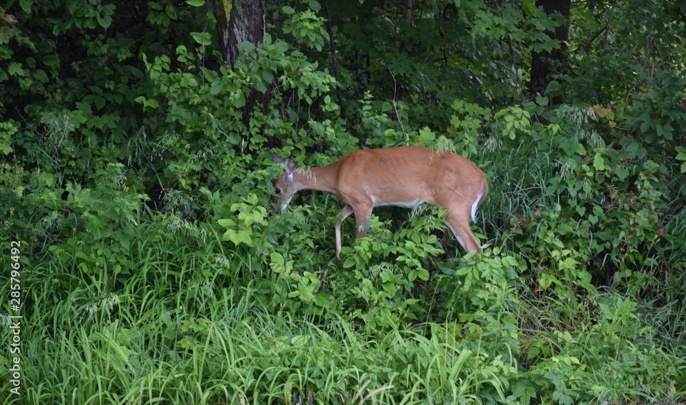 Fototapeta premium Deer eating in the woods and fields